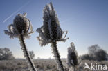 Grote kaardebol (Dipsacus fullonum)