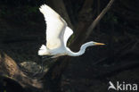Great White Egret