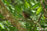 Hauxwell’s Thrush (Turdus hauxwelli)