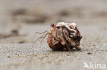 Hermit Crab