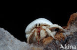 Hermit Crab