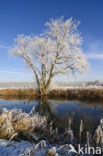 Het Binnenveld