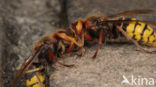 Hoornaar (Vespa crabro )