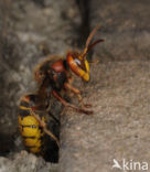 Hoornaar (Vespa crabro )