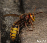 Hoornaar (Vespa crabro )