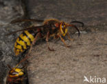 Hoornaar (Vespa crabro )