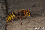 Hoornaar (Vespa crabro )