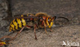 Hoornaar (Vespa crabro )