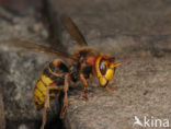 Hoornaar (Vespa crabro )