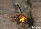 Hoornaar (Vespa crabro )