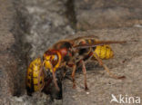 Hoornaar (Vespa crabro )