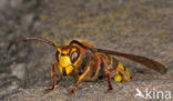 Hoornaar (Vespa crabro )