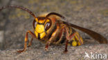 Hoornaar (Vespa crabro )