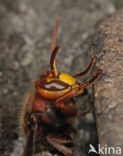 Hoornaar (Vespa crabro )