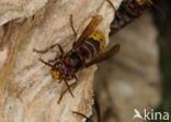 european hornet (Vespa crabro )