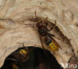 european hornet (Vespa crabro )