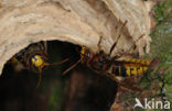 european hornet (Vespa crabro )