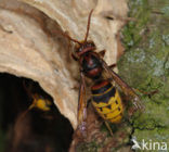 european hornet (Vespa crabro )