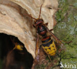 Hoornaar (Vespa crabro )