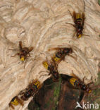 european hornet (Vespa crabro )