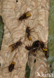 european hornet (Vespa crabro )