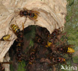 european hornet (Vespa crabro )
