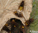 european hornet (Vespa crabro )