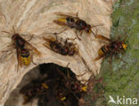 european hornet (Vespa crabro )