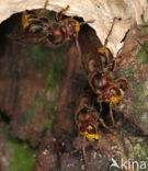 european hornet (Vespa crabro )
