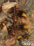 european hornet (Vespa crabro )