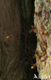 european hornet (Vespa crabro )