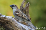 Huismus (Passer domesticus) 