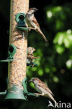 Huismus (Passer domesticus) 