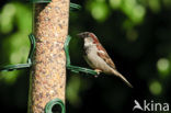 Huismus (Passer domesticus) 