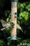 Huismus (Passer domesticus) 