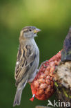 Huismus (Passer domesticus) 