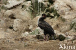 Humboldt-aalscholver (Phalacrocorax bougainvillii) 