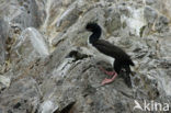 Humboldt-aalscholver (Phalacrocorax bougainvillii) 