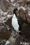 Guanay Cormorant (Phalacrocorax bougainvillii) 