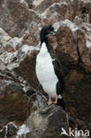 Humboldt-aalscholver (Phalacrocorax bougainvillii) 