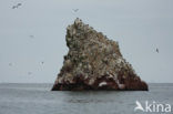 Peruvian Booby (Sula variegata)