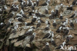 Peruvian Booby (Sula variegata)