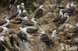 Peruvian Booby (Sula variegata)