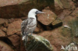 Peruvian Booby (Sula variegata)