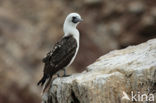 Peruvian Booby (Sula variegata)