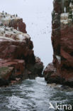 Peruvian Booby (Sula variegata)