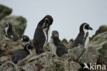 Humboldt penguin (Spheniscus humboldti) 