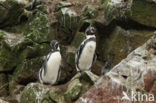 Humboldt penguin (Spheniscus humboldti) 