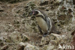 Humboldt penguin (Spheniscus humboldti) 