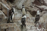 Humboldt penguin (Spheniscus humboldti) 